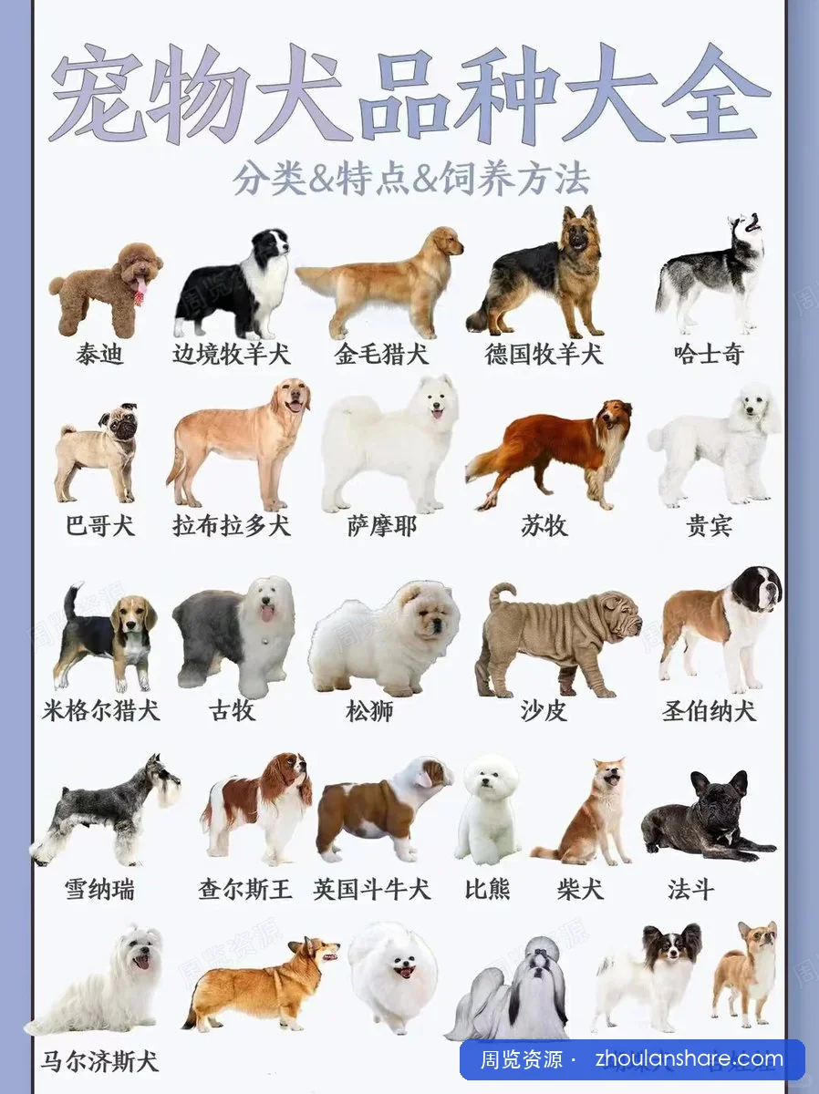 这些狗你都认识吗？适合新手养的狗